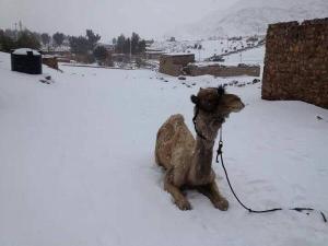 camel in cario snow